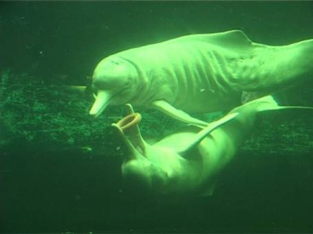 Zoo Duisburg : Flussdelfine im Aquarium